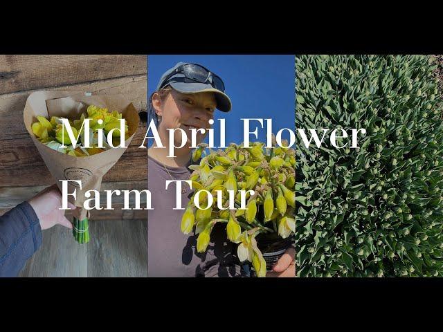 Tour my Michigan Flower Farm in the Middle of April #flowerfarming #cutflowers