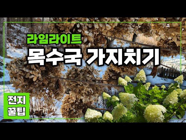 목수국 가지치기 | 4년차와 삽목둥이 라임라이트 전지 꿀팁 | 수형잡기, 올해 필 꽃의 개수도 계산 | 2월 강원도 정원