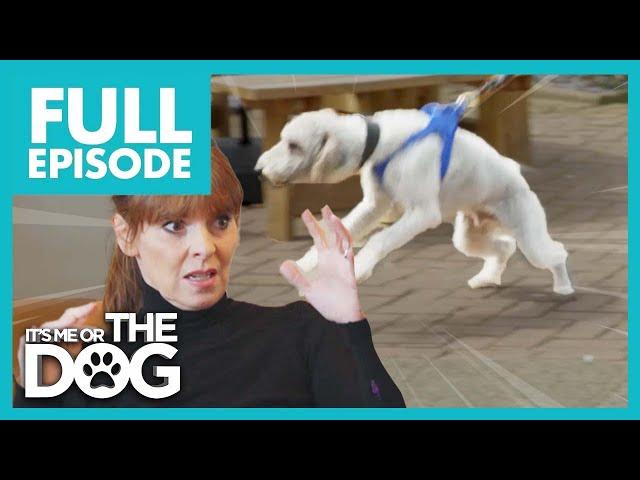 Bertie: The Attention Seeker | Full Episode | It’s Me or The Dog