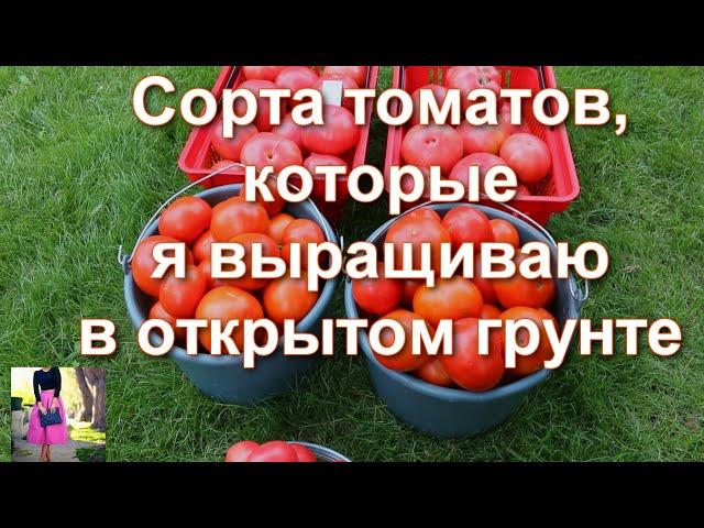 Помидоры еще никогда не были такими вкусными! Сорта томатов, которые я выращиваю в открытом грунте