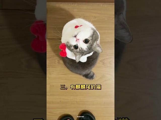 4种招财猫！第3种万里挑一 #新手养猫 #养猫经验分享 #cat #貓咪 #橘猫 #招财猫 #锦鲤猫 #流浪猫救助 #流浪猫 #萌寵 #貓咪日常