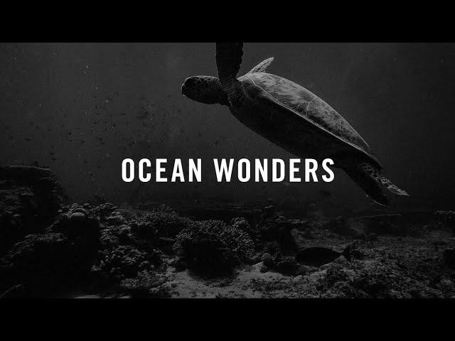 Ocean Wonders: Sea Turtle Migrations