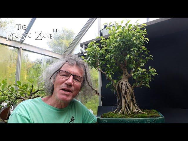 Summer Pruning the FrankenFicus, The Bonsai Zone, July 2024