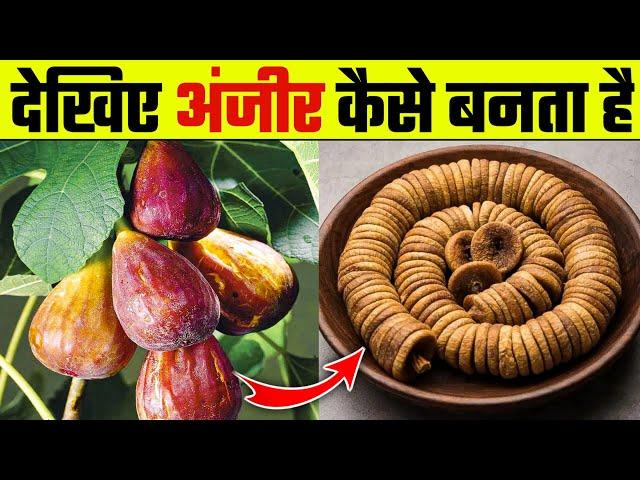 देखिए अंजीर कैसे बनता है | Anjeer Dry Fruits Making Process | How To Make a Anjeer | Wanted TV