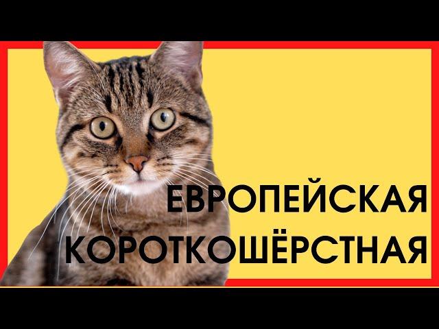 ЕВРОПЕЙСКАЯ КОРОТКОШЁРСТНАЯ