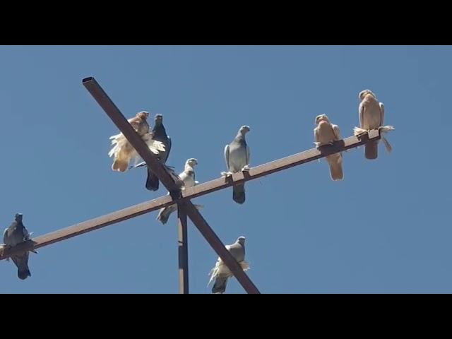 Uzbek pigeons in the Stavropol Territory