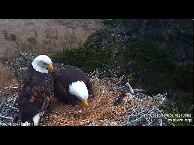 An evening with Jak and Audacity Explore Birds Bats Bees Sauces Bald Eagle  Islands National Park