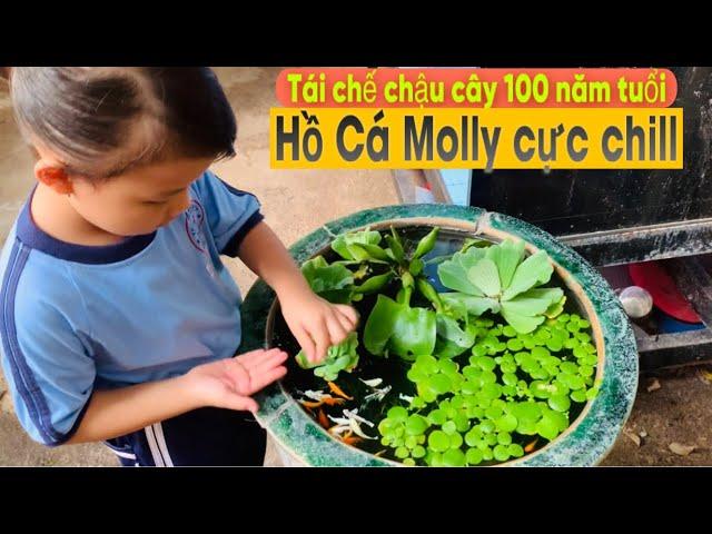 Setup chậu bể 100 năm làm hồ cá Molly cộng đồng - Thái Salem vê lốc