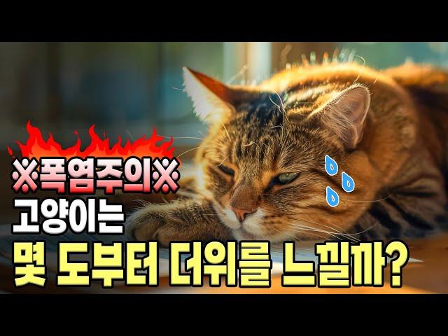 고양이는 몇도부터 더위를 느낄까? 고양이 폭염 대비 요령