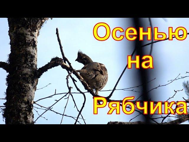 Осенняя охота на рябчика