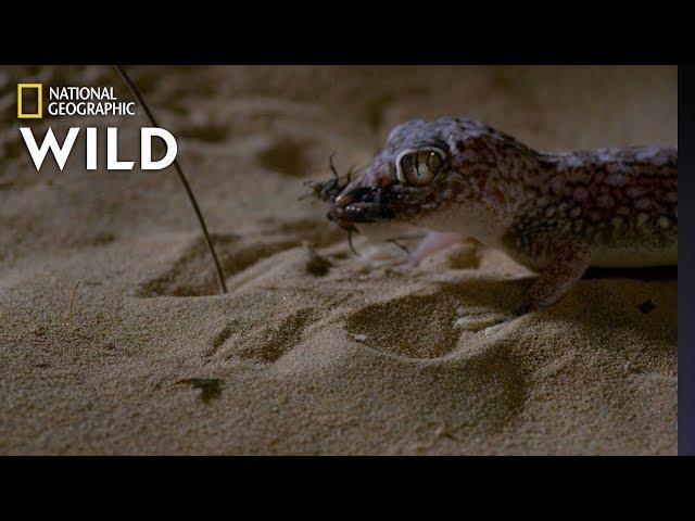 Sand Fish v. Gecko | Dead By Dawn