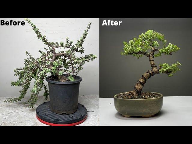 Creating Bonsai from Dwarf Jade Plant | Repotting | Pruning | Wiring | Portulacaria Afra