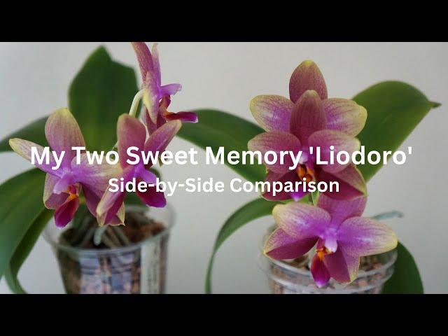 Sweet Memory Liodoro in Bloom Again + Side by Side Comparison | Orchid Care Tips