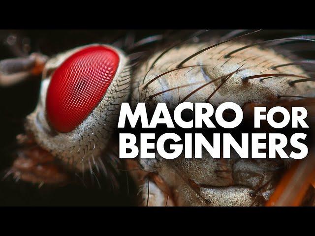 Macro Photography for Beginners – Complete Tutorial