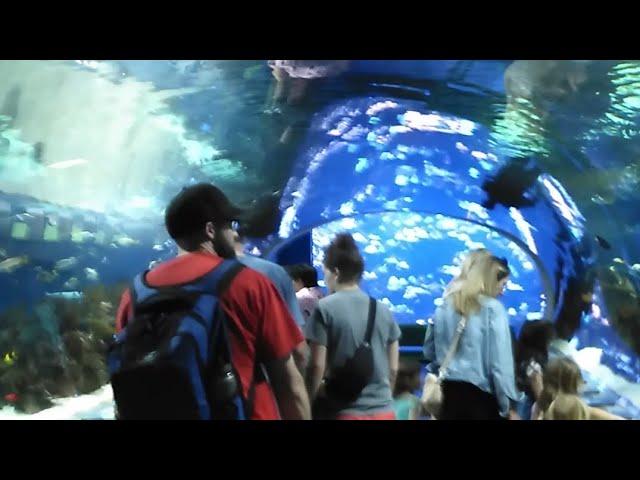 Fun places to visit in Phoenix, Arizona ️  #aquarium #arizonadiamondbacks #arizona #travel #tour