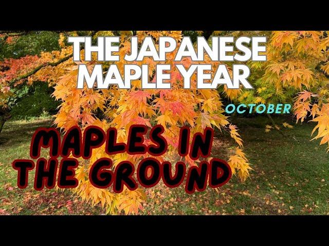 Japanese Maples: Watch this before ground planting!