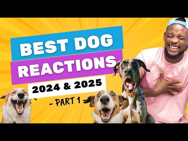 What the Fluff TV Best Dog Reactions 2024 & 2025 Part 1