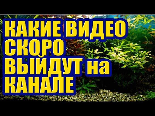 Какие видео скоро выйдут на моем канале. Видео про Аквариум для начинающих, и НЕ ТОЛЬКО