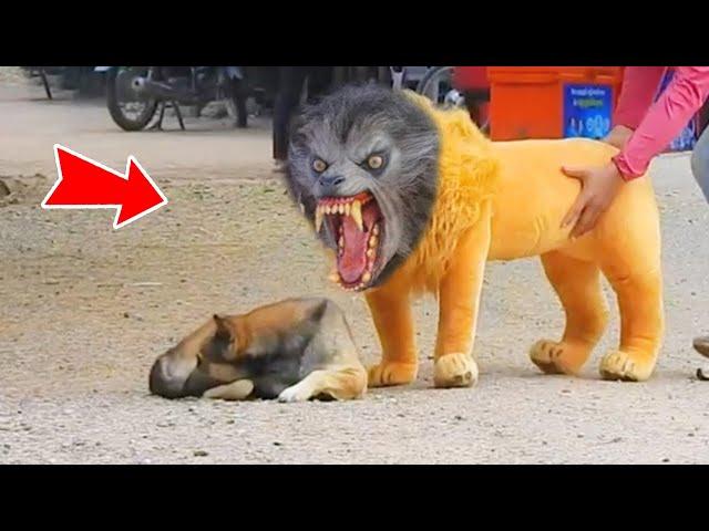 7 funny way to troll animals by youtuber