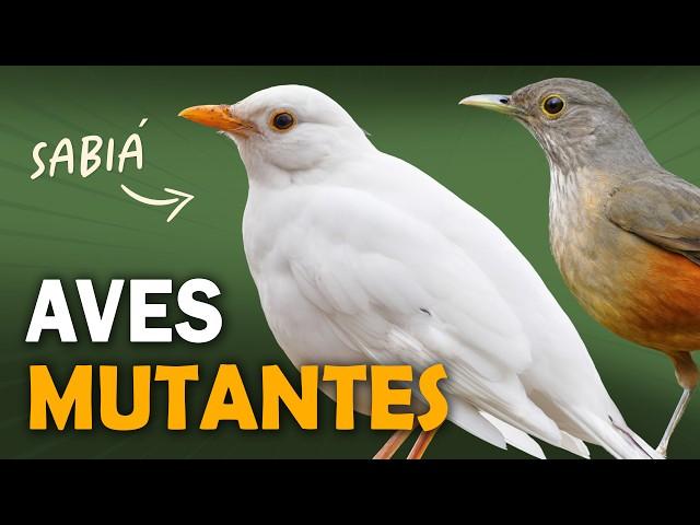 AVES que NASCERAM DIFERENTES! 6 mutações que mudam a cor das aves!