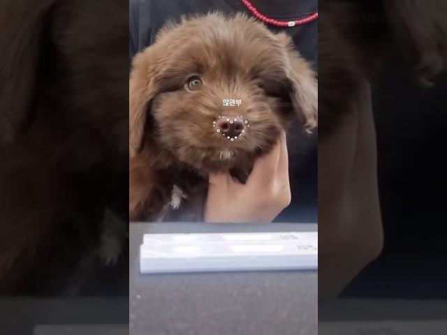 육개난이도가 최상이어도 튼튼개면 괜찮아 #shorts #shortsvideo #puppy #dog #doodle #두들 #오시두들 #홍역검사 #파보검사