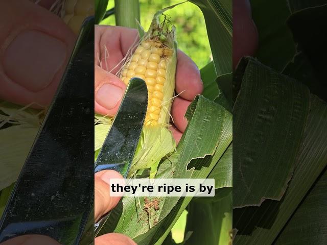 How Can You Tell if CORN is Ready to Harvest?