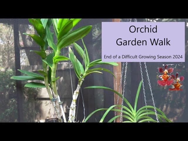 Orchid Garden Walk | End of 2024 Orchid Growing Season | Orchid Updates - The Good & The Bad!