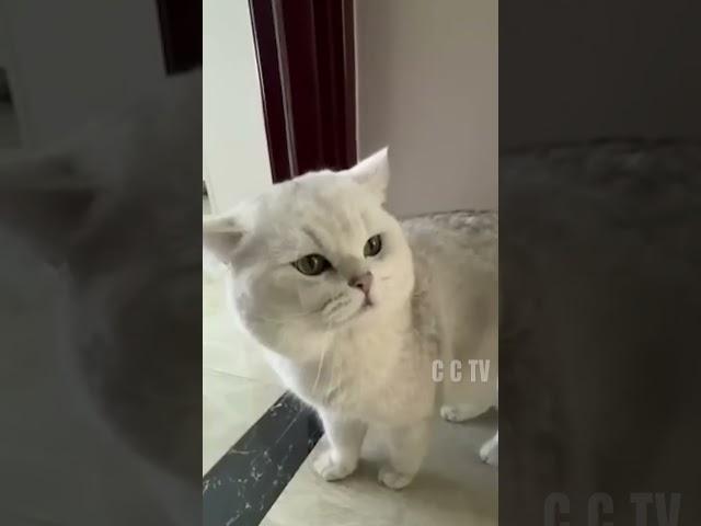 Your Daily Dose of Cat Nonsense #funny #cat #shorts