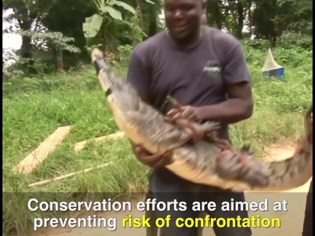 Conservationists trying to save crocodiles in Ivory Coast
