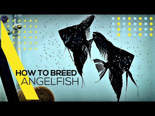 HOW TO BREED ANGELFISH | ANGELFISH BREEDING