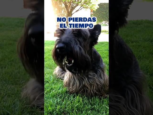 ¿Tienes un amigo que Vale Oro? #watsonelscottie #chistesgraciosos #perros #chistes #felizviernes