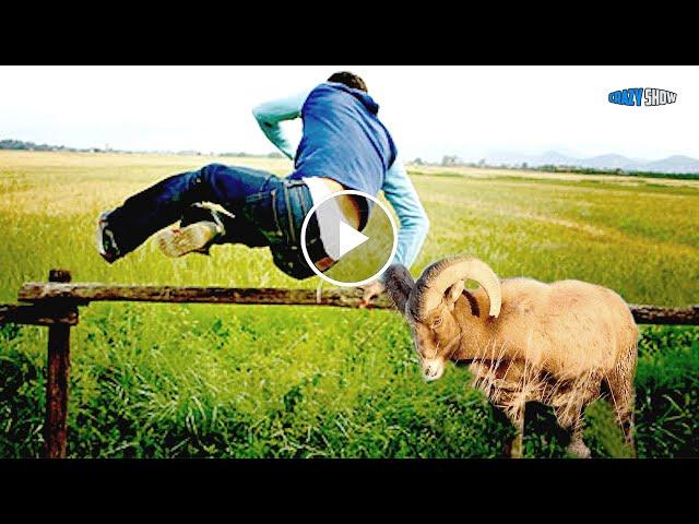 RAMS AND GOATS ARE ATTACKING! JOKES WITH SHEEP FUNNY GOATS #3