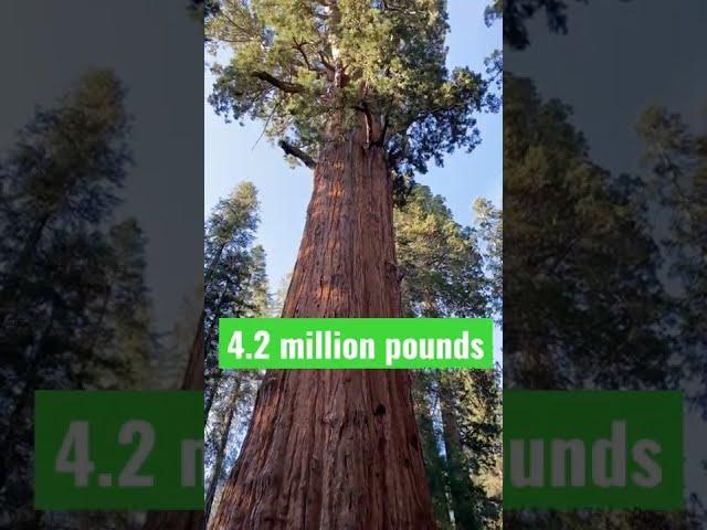 HOW big is the BIGGEST tree in the WORLD?!  #shorts #nature