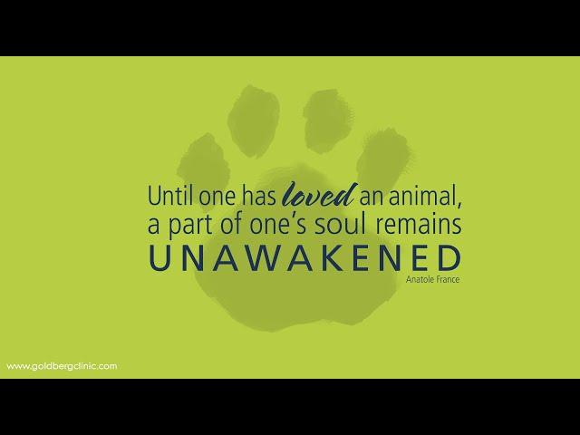 Animal Companionship
