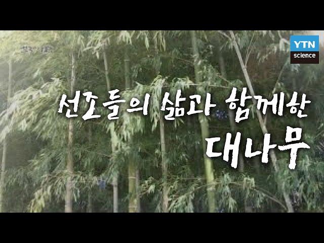 선조들의 삶과 함께한 대나무 / YTN 사이언스