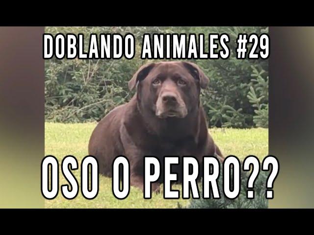 ANIMALES QUE HABLAN #29   Doblando Animales Virales - Carlos Roca Locutor @carlosrocalocutor