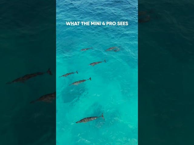 What I See vs What DJI Mini 4 Pro Sees...