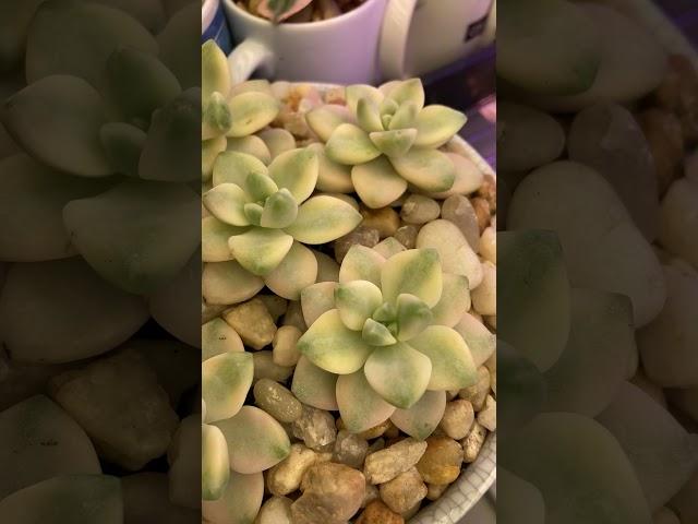 Graptoveria  ‘Titubans Variegata’ at UncleNinGarden