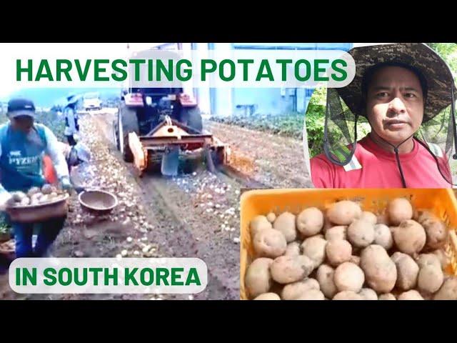 Harvesting Potatoes (Part 1)