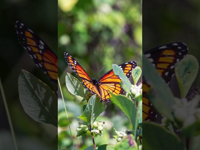 Viceroy butterfly