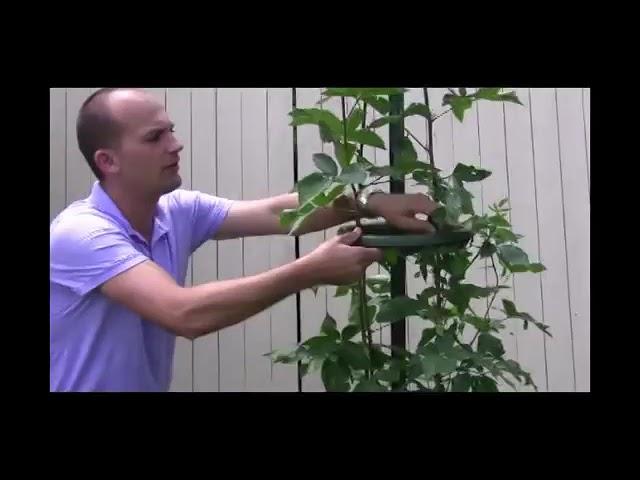 How to Use the Easy Pickin's Blackberry Trellis Video