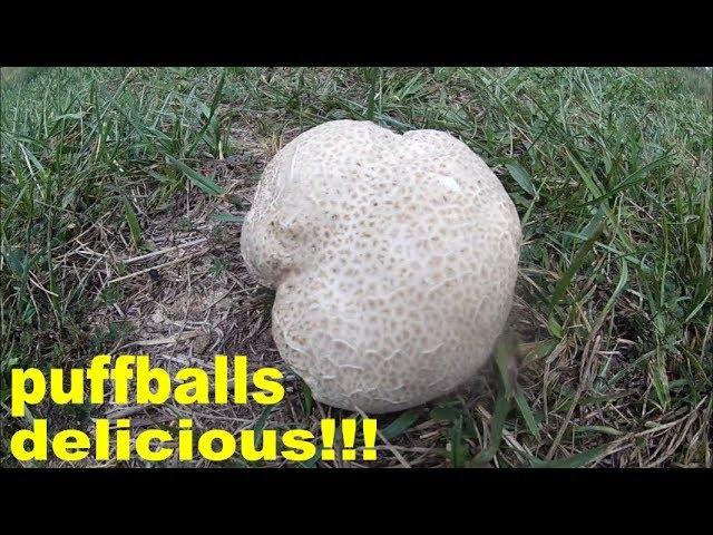 puffball mushrooms how to find harvest and cook