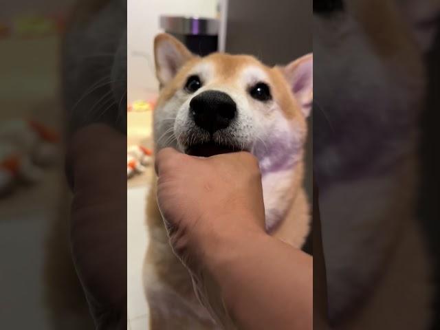 Shiba Gets Knuckle Sandwich Doordash