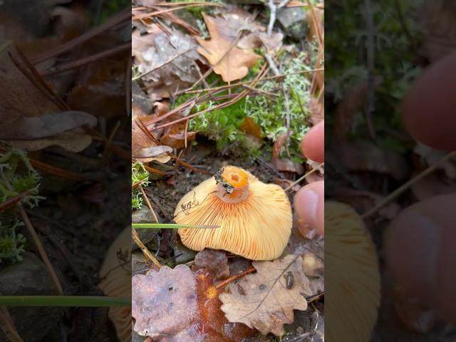 Крымские Рыжики ️Russulaceae. Lactarius deliciosus. Mushrooms. Crimea