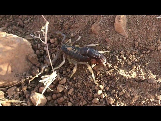 Rough Thick tail scorpion (Parabuthus granulatus)