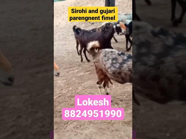 Rk goat farm ajmer Sirohi and gujari parengnent fimel live weight 40 se 60 kg
