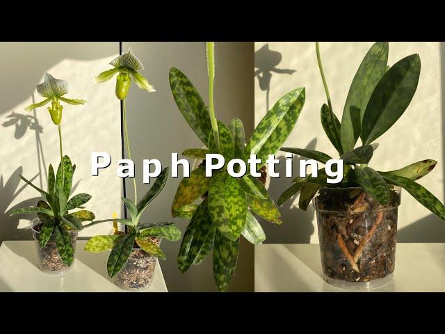 Repotting Paphiopedilum Orchids 