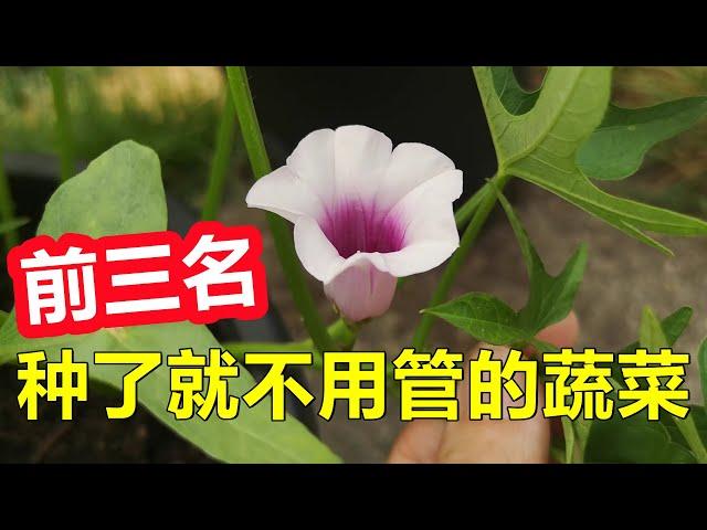 【种菜】这三种家家户户必备的蔬菜, 原来这么好种植, 不妨试一试