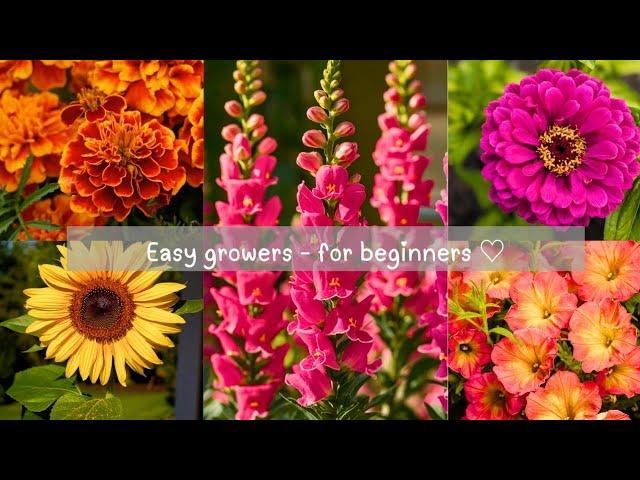 Flowers and Plants that are EASY to grow