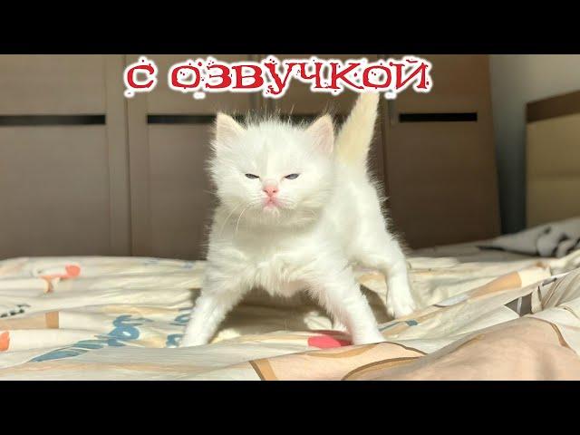 Приколы с котами! С ОЗВУЧКОЙ! Смешные коты и собаки! Самые смешные животные!!